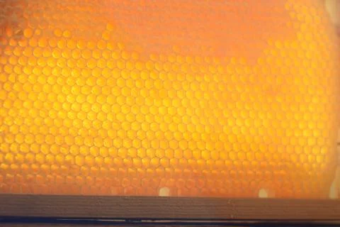 Honeycomb Foto stock