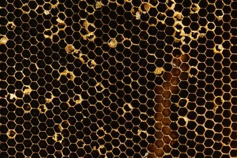 Honeycomb texture Stock Photos