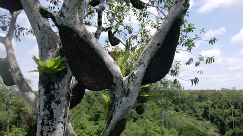 Honeycomb in a tree Stock Footage 203744875