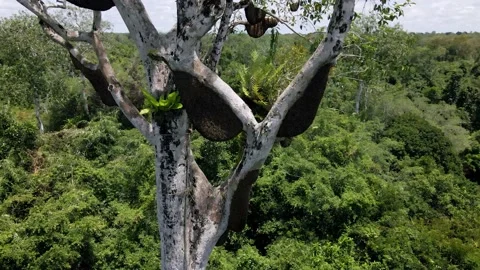 Honeycomb in a tree Stock Footage 203746783