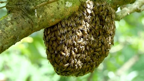 honeycomb on tree nature and swarm honey... | Stock Video | Pond5