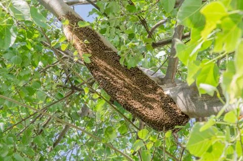 Honeycomb on tree Foto stock