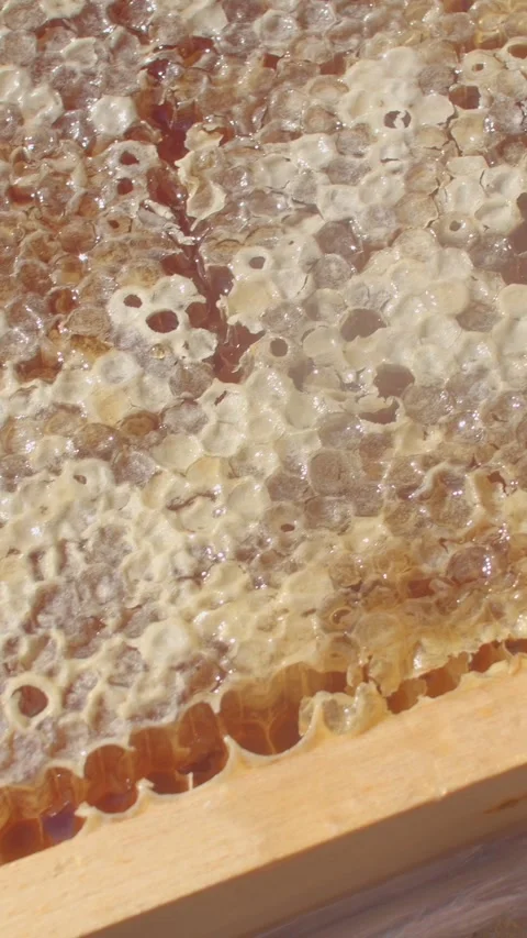 Honeycomb uncapping close-up with torn wax caps and amber honey pooling downward Stock Footage 344583266