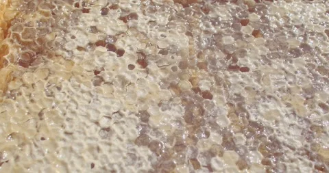 Honeycomb uncapping slowly reveals glowing amber honey droplets in sunlight Stock Footage 344597136
