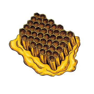 Honeycomb vector drawing. Hand drawn honey illustration. Stock Illustration
