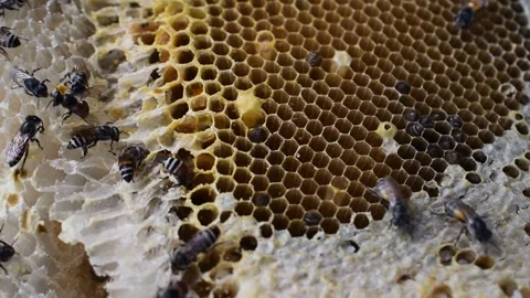 Honeycomb workers Stock Footage 258131443