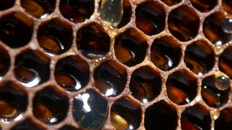 Honeycomb.Fresh Honey drops from a Honey Cell. Close Up Stock Footage 77675840