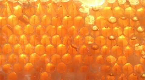 Honeycombs 1 Stock Footage 520310