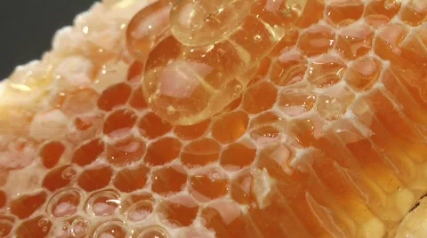 Honeycombs 3 Stock Footage 520261