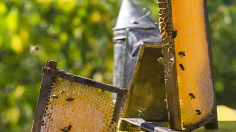 Honeycombs With Bees Flying Over Video stock 43016533