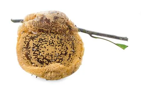 Honeycombs in closeup Foto stock