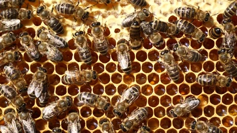 The honeycombs contain eggs, nectar, honey and pollen. Stock-Footage 342329165