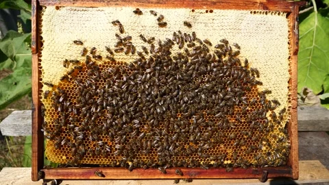 The honeycombs contain eggs, nectar, honey and pollen. Stock-Footage 342329166