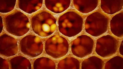 Honeycombs Extreme Macro Inside Bees Hive. Empty Yellow Wax Hexagonal Cells. Stock Footage 314521794