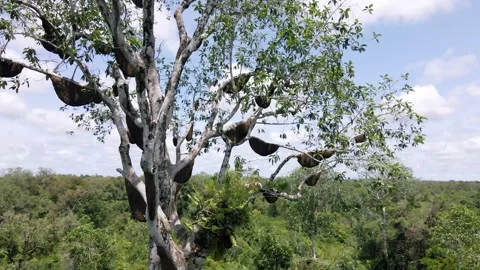 Honeycombs hanging on tree branches Stock Footage 203746585