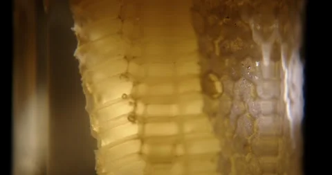 Honeycombs slice in a jar closeup Stock Footage 331341940