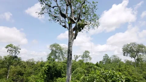 Honeycombs in a tree Stock Footage 203747355