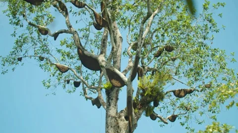 Honeycombs in tree Stock Footage 209849758