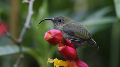 Honeycreeper Eating Stock Footage 236067811