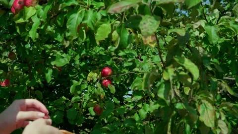Honeycrisp apples Stock Footage 321537904