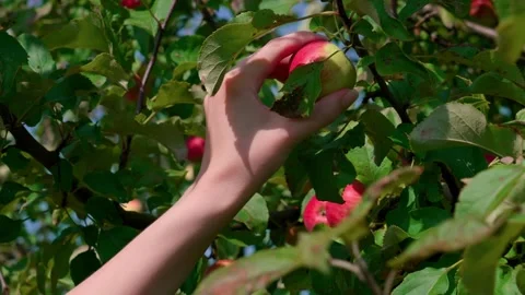 Honeycrisp apples Stock Footage 321538707