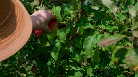 Honeycrisp apples Stock Footage 321539008