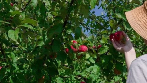 Honeycrisp apples Stock Footage 321539058
