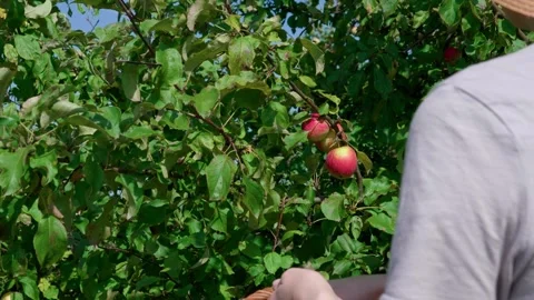 Honeycrisp apples Stock Footage 321539082