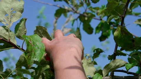 Honeycrisp apples Stock Footage 321539590