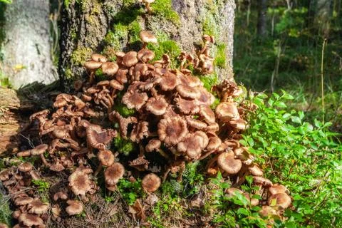 Honeydew in the Forest. Stock Photos