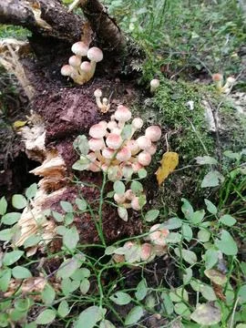 Honeydew on a tree in the forest Stock Photos