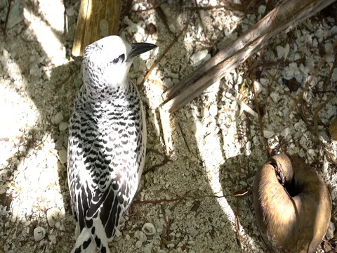 Honeymoon bird Stock-Footage 75542483