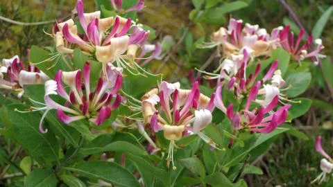 Honeysuckle 1 Stock Photos