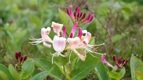 Honeysuckle 2 Stock Photos