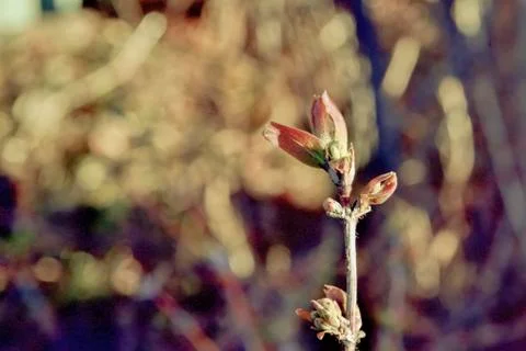 Honeysuckle, awakening in the spring. Stock Photos