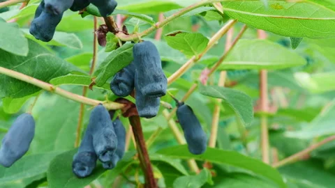 Honeysuckle berries on a branch close-up Stock Footage 156251052
