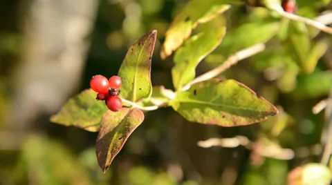 Honeysuckle berries Stock Footage 29663158