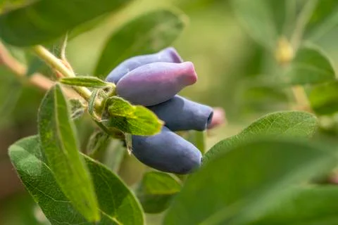 Honeysuckle berries. Stock Photos