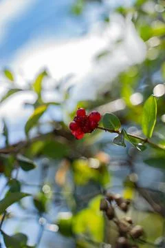 Honeysuckle berries 写真素材