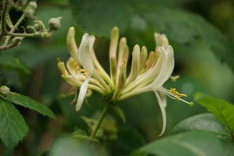 Honeysuckle in Bloom Foto stock