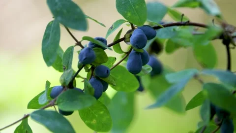 Honeysuckle branch with berries. Close-up Stock Footage 315871997