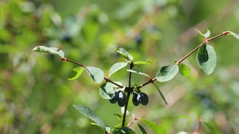 Honeysuckle branch with berries. Close-up Видео 315872007
