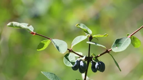Honeysuckle branch with berries. Close-up 库存影片 315872040