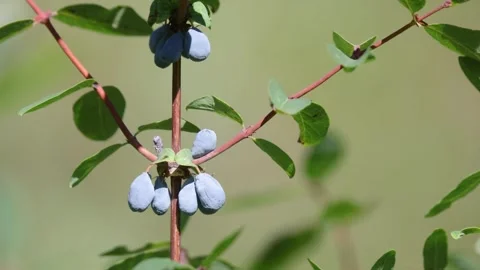 Honeysuckle branch with berries. Close-up Видео 315872044