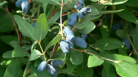 Honeysuckle on the branches. 库存影片 335240582