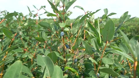 Honeysuckle on the branches. Stock Footage 335240654