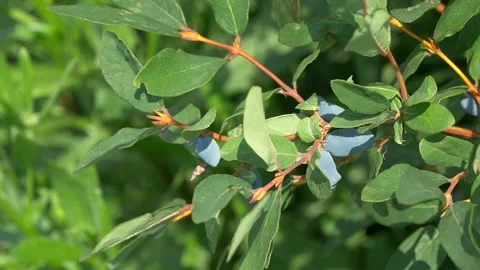 Honeysuckle on the branches. Stock Footage 335240687