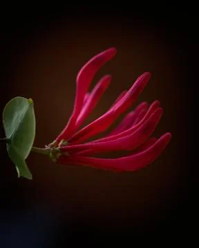 Honeysuckle buds Stock Photos