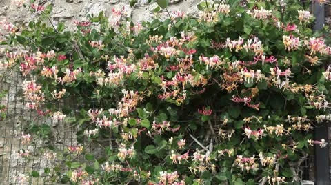 Honeysuckle on building Stock Footage 8928762