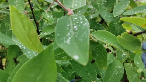 Honeysuckle bush Stock Footage 156554443